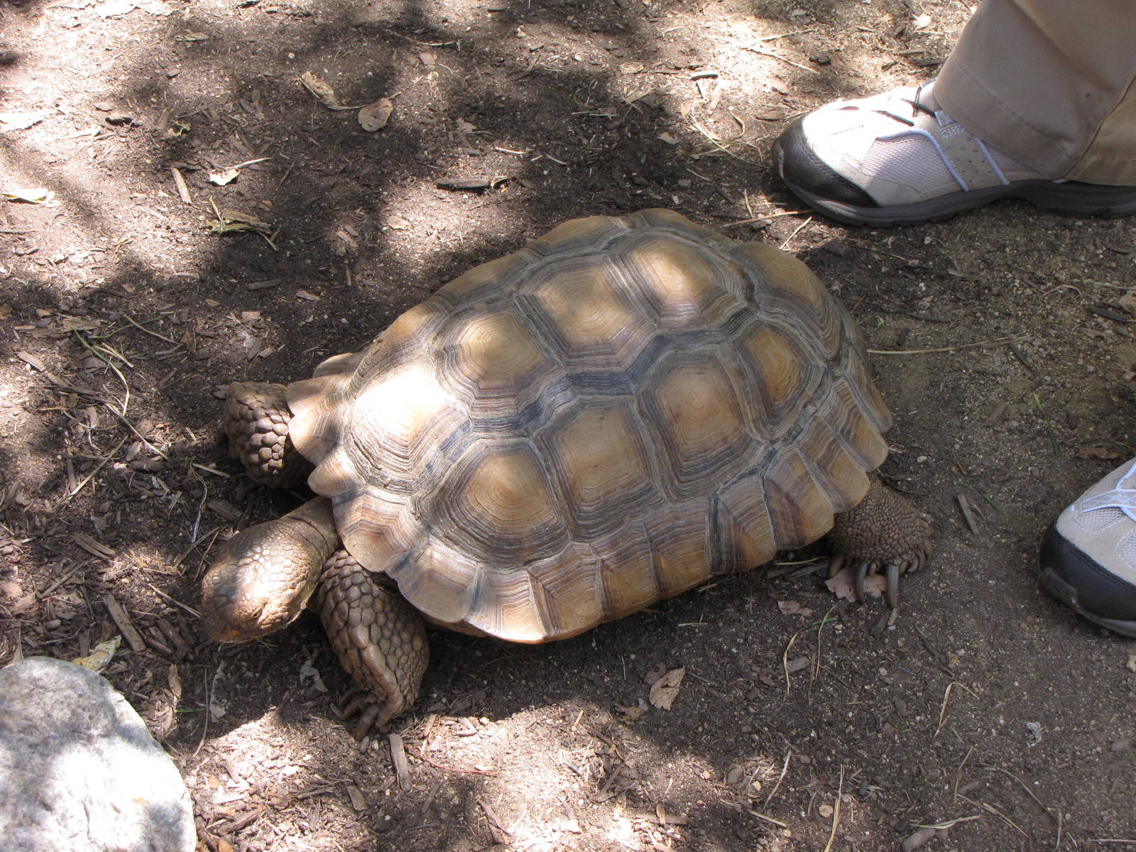 Desert Tortoise - Animals and You