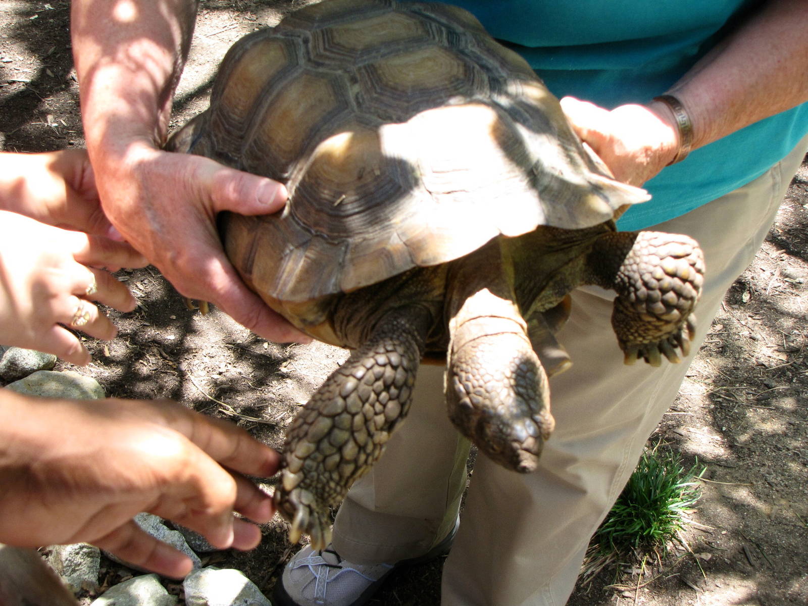 Desert Tortoise - Animals and You