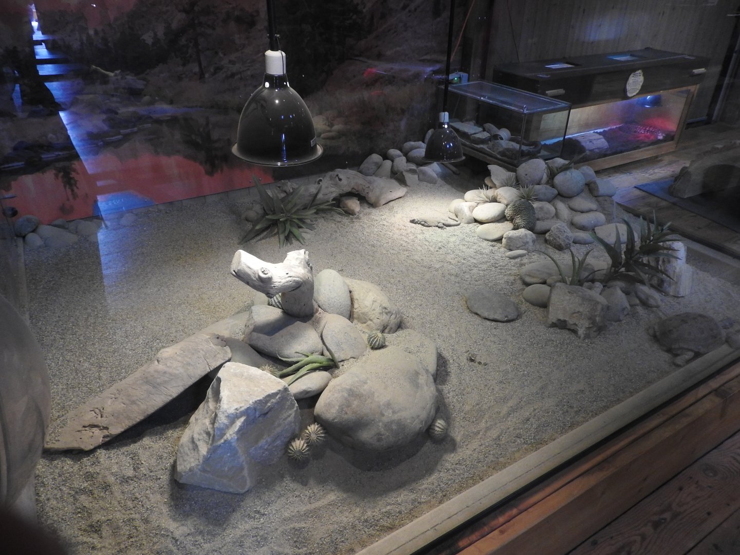 Desert Tortoise/Chuckwalla Exhibit