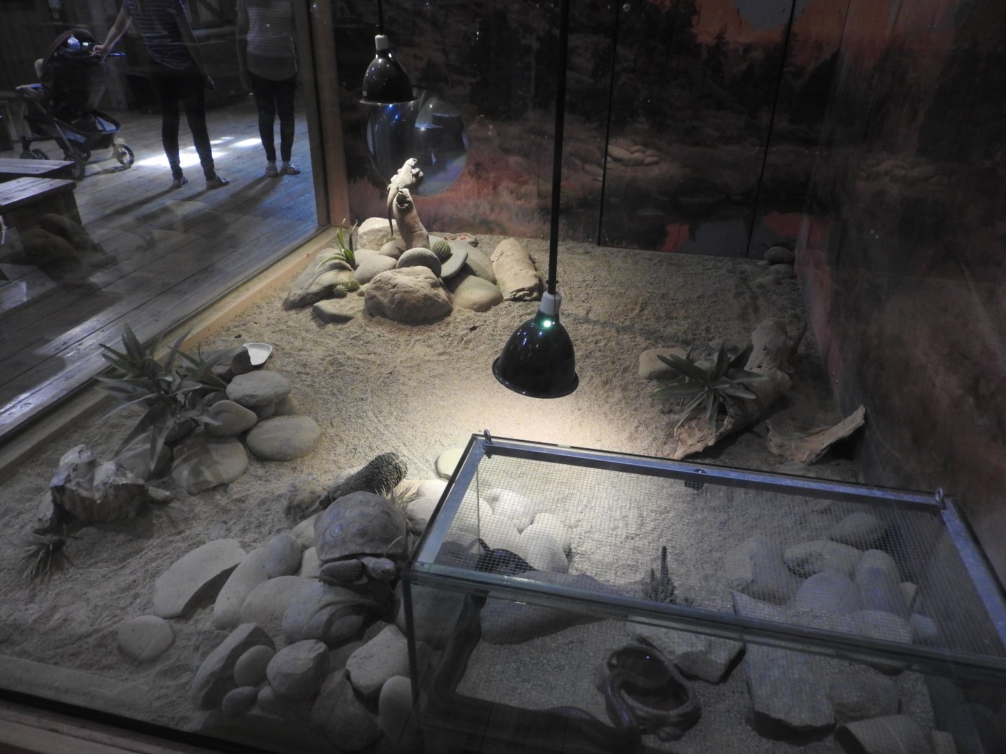 Desert Tortoise/Chuckwalla exhibit