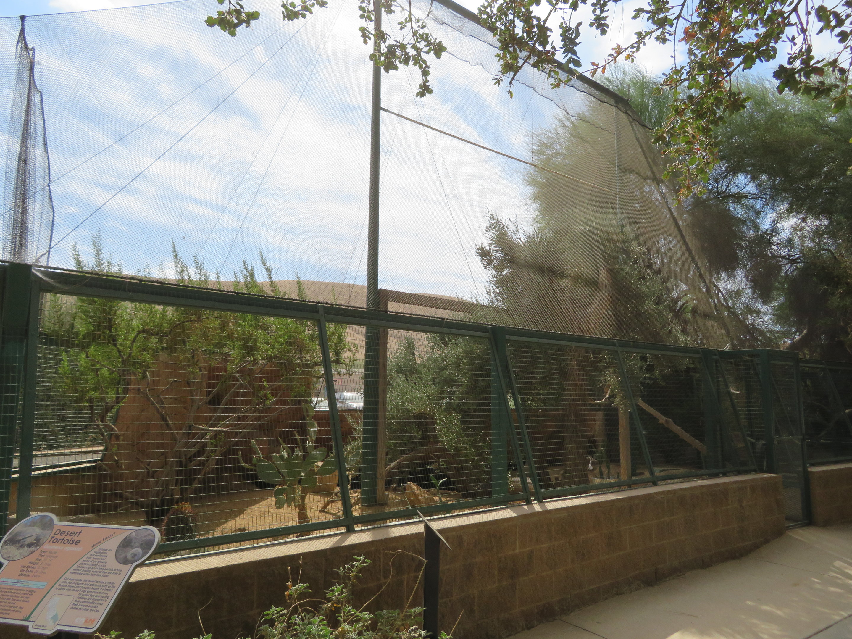 Desert Tortoise Enclosure