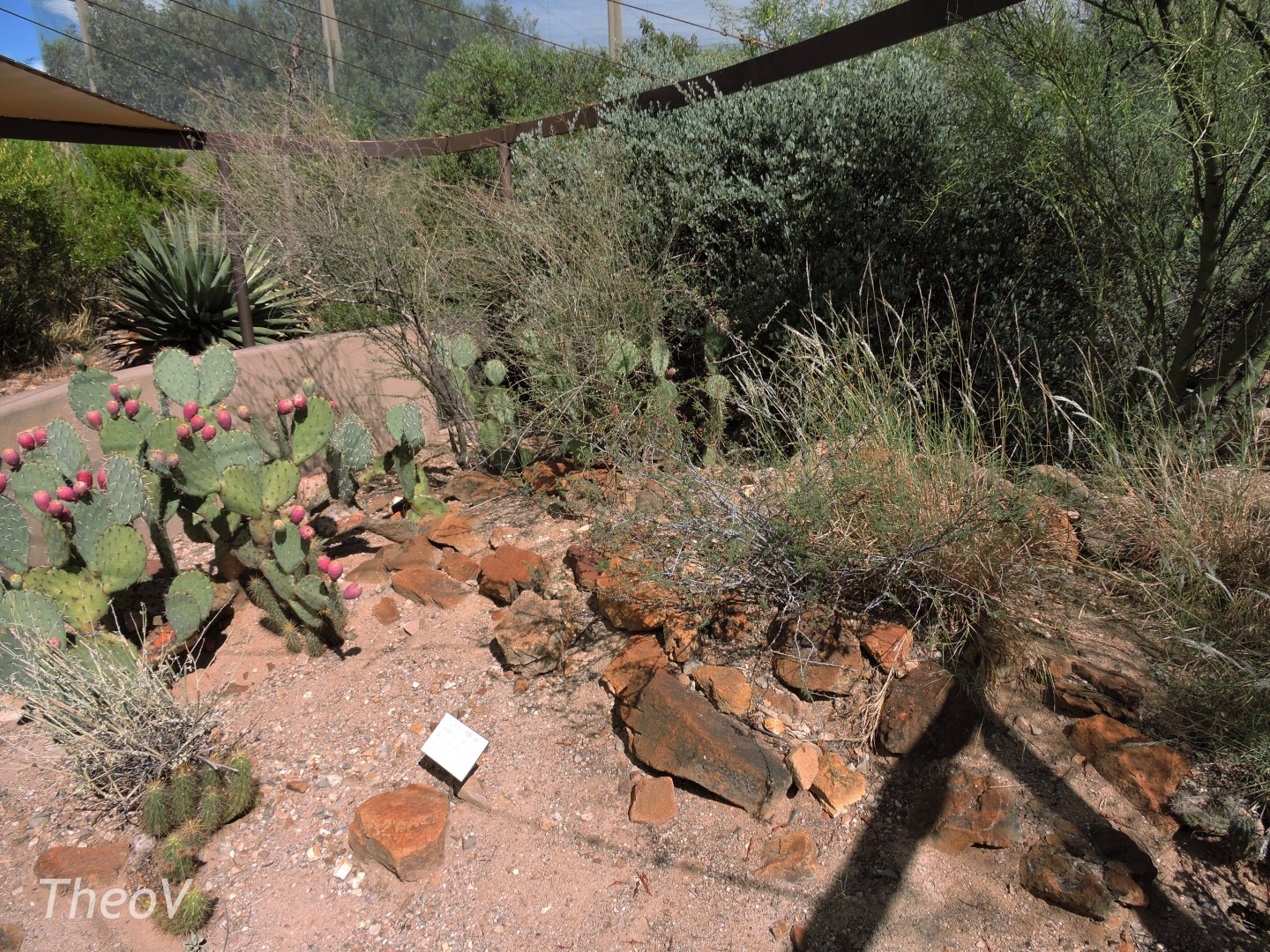 Desert tortoise exhibit [2015]