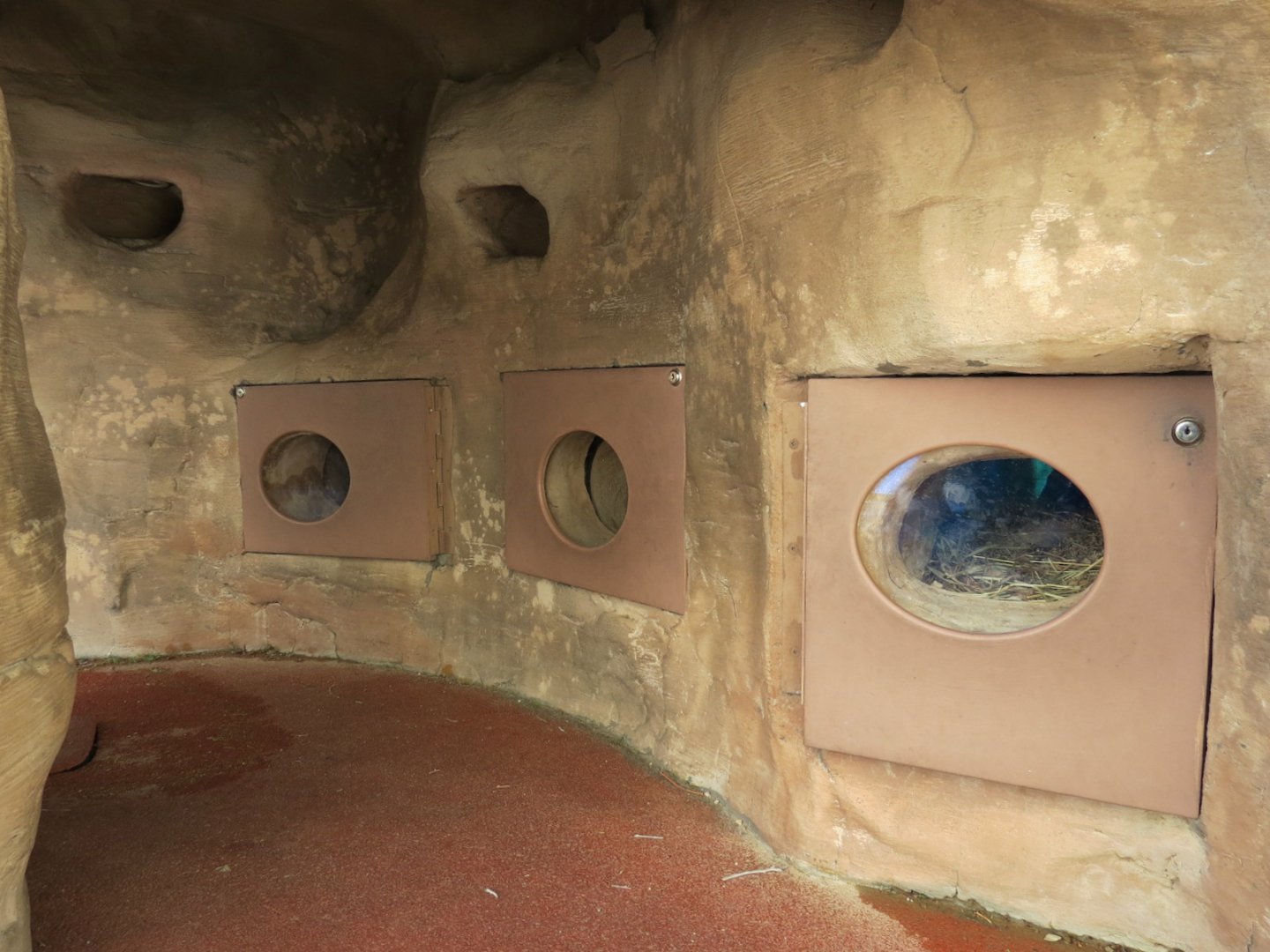 Desert Tortoise Exhibit - Burrows