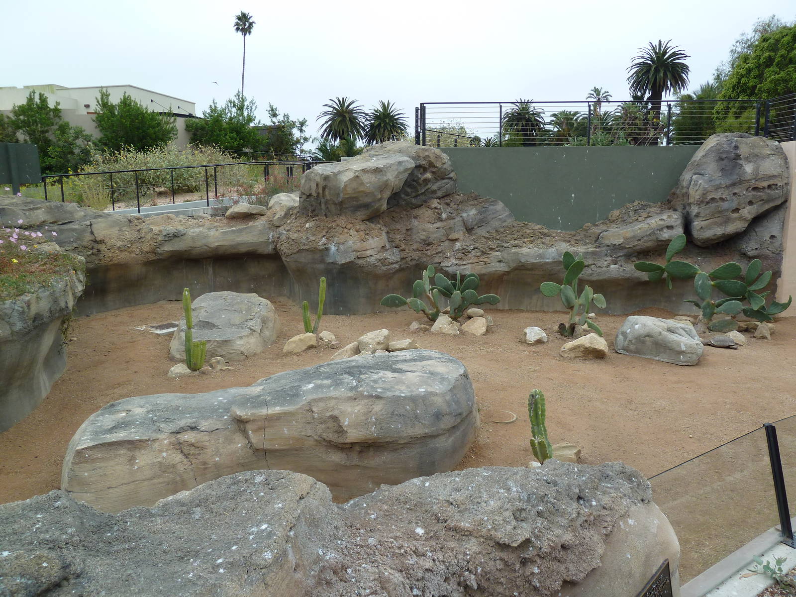 Desert Tortoise Exhibit