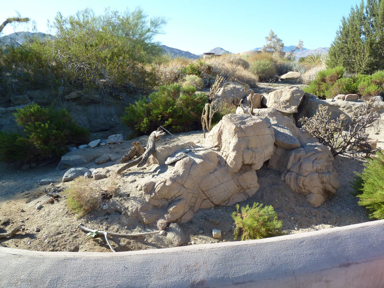 Desert Tortoise Exhibit