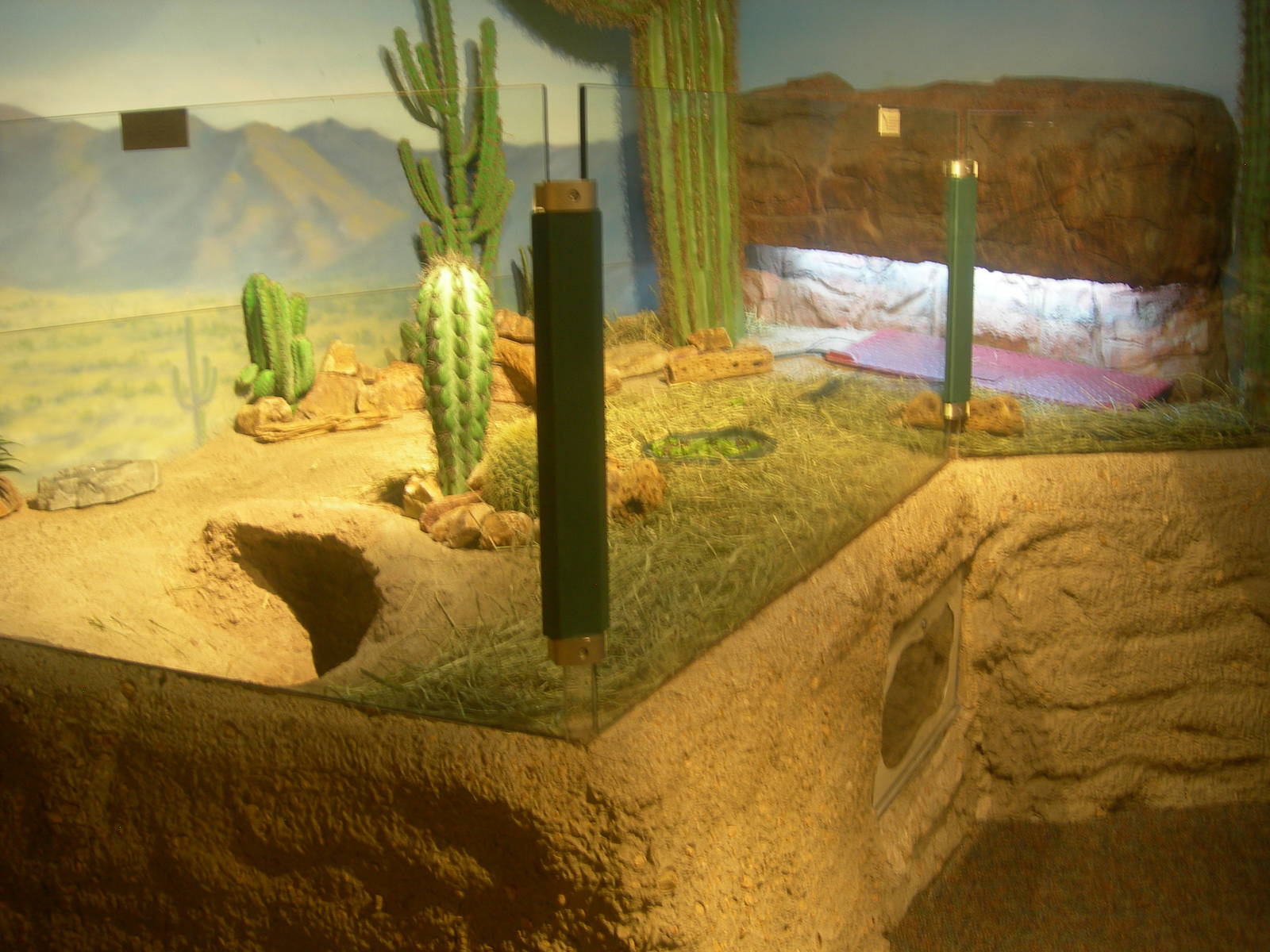 Desert Tortoise exhibit