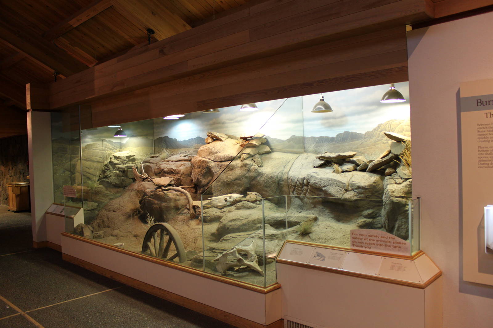 Desert Tortoise Exhibit