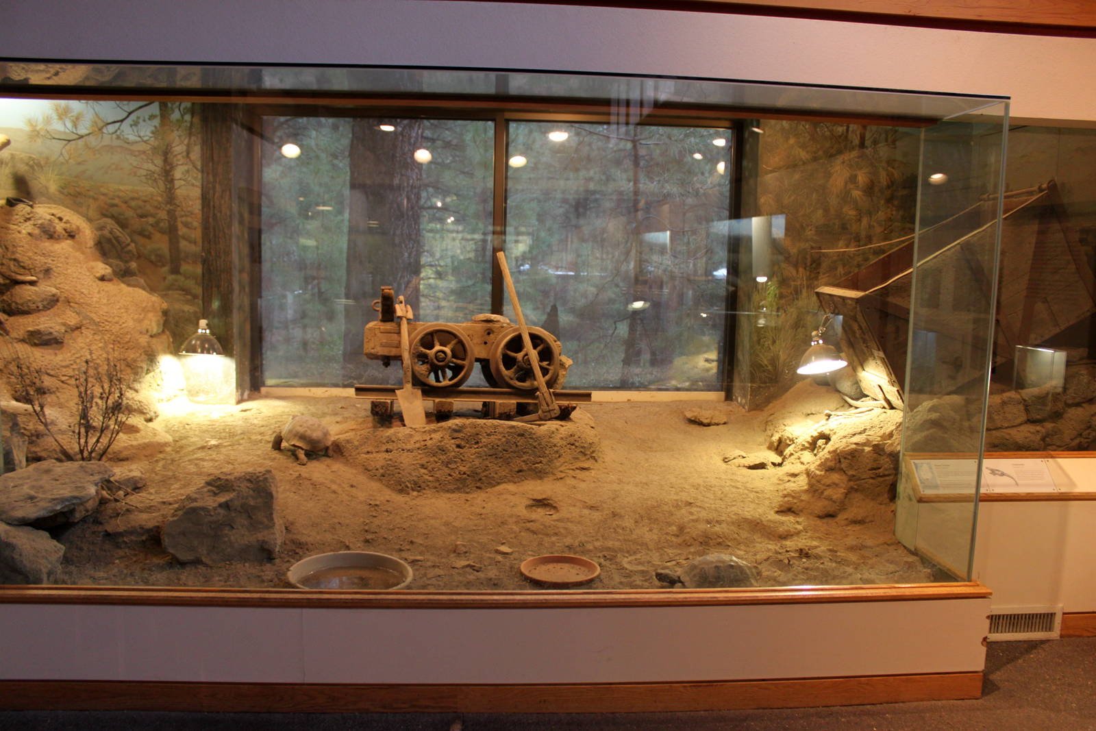 Desert Tortoise Exhibit