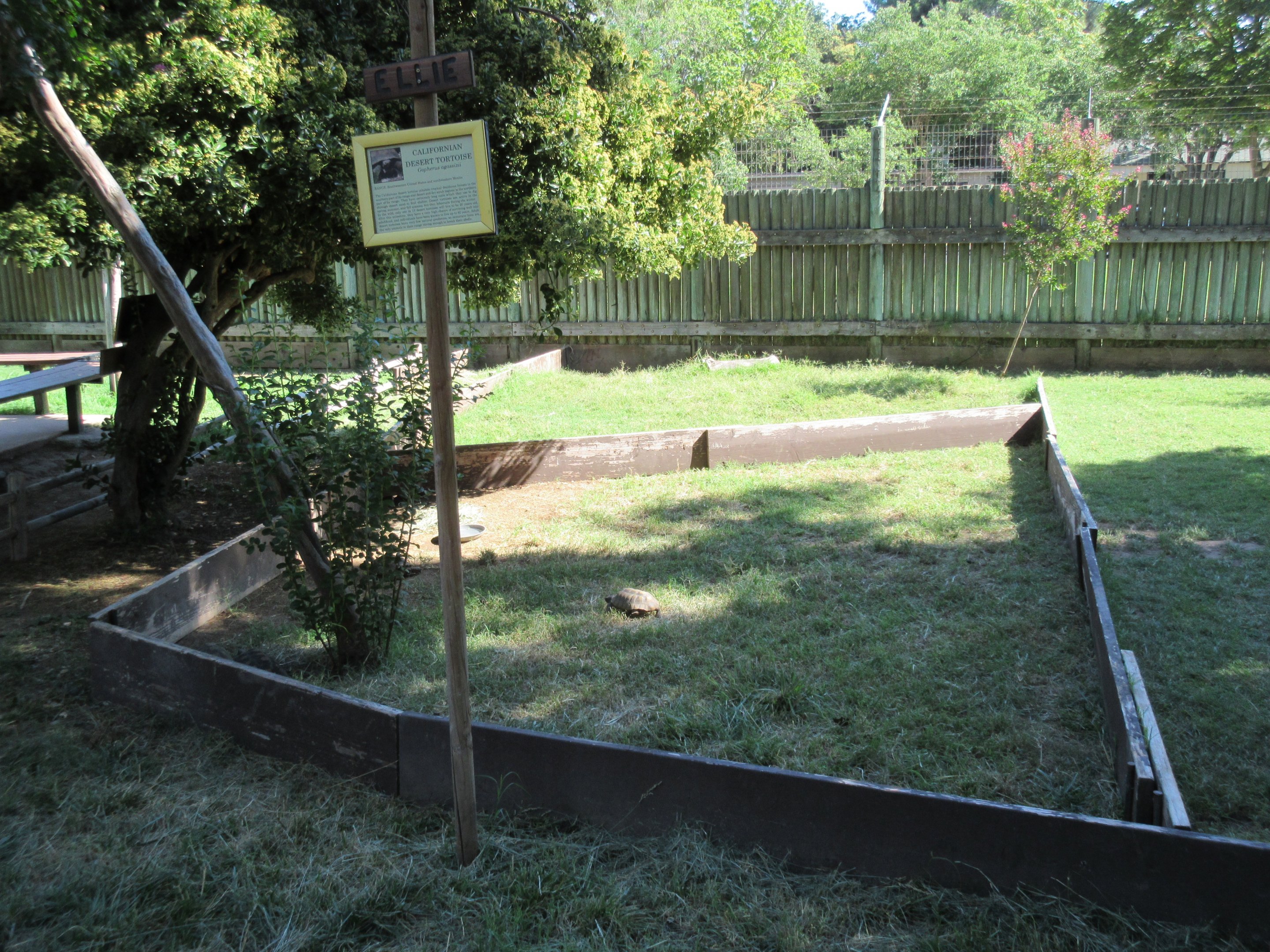 Desert Tortoise Exhibit
