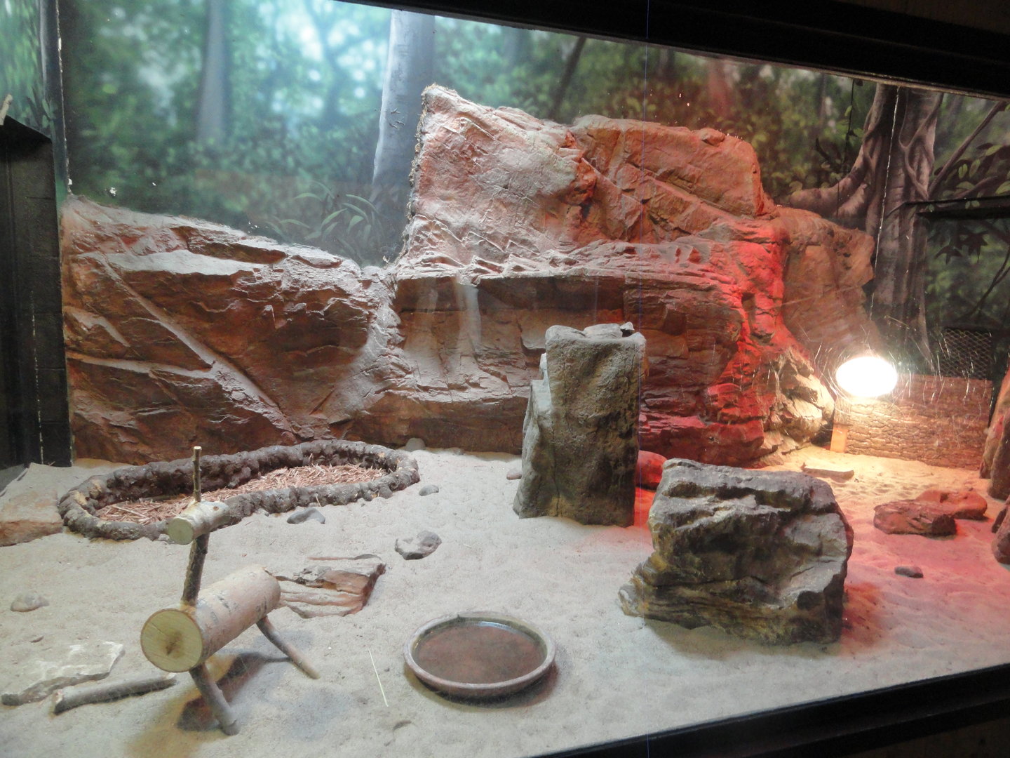 Desert Tortoise Exhibit