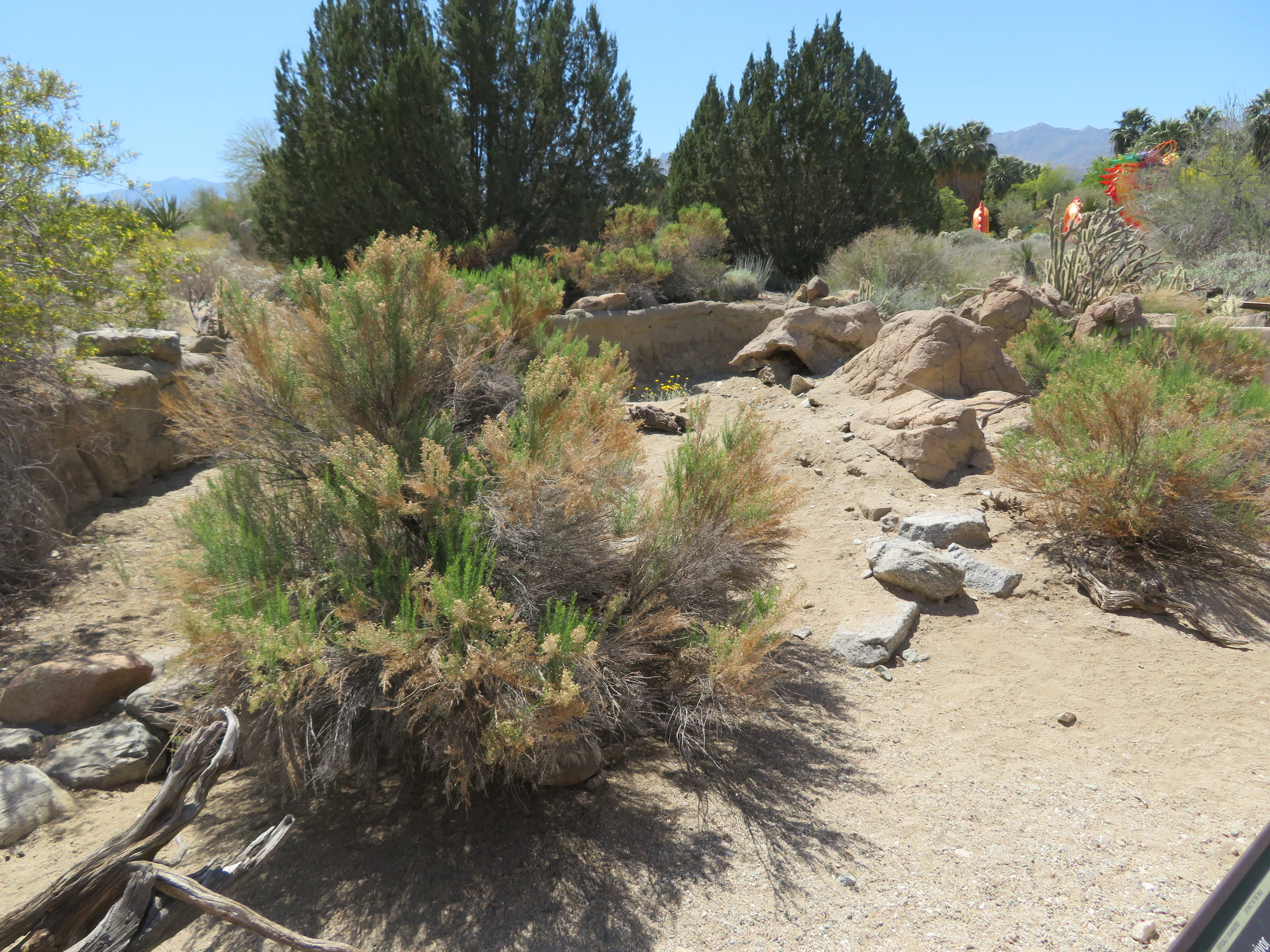 Desert Tortoise Exhibit