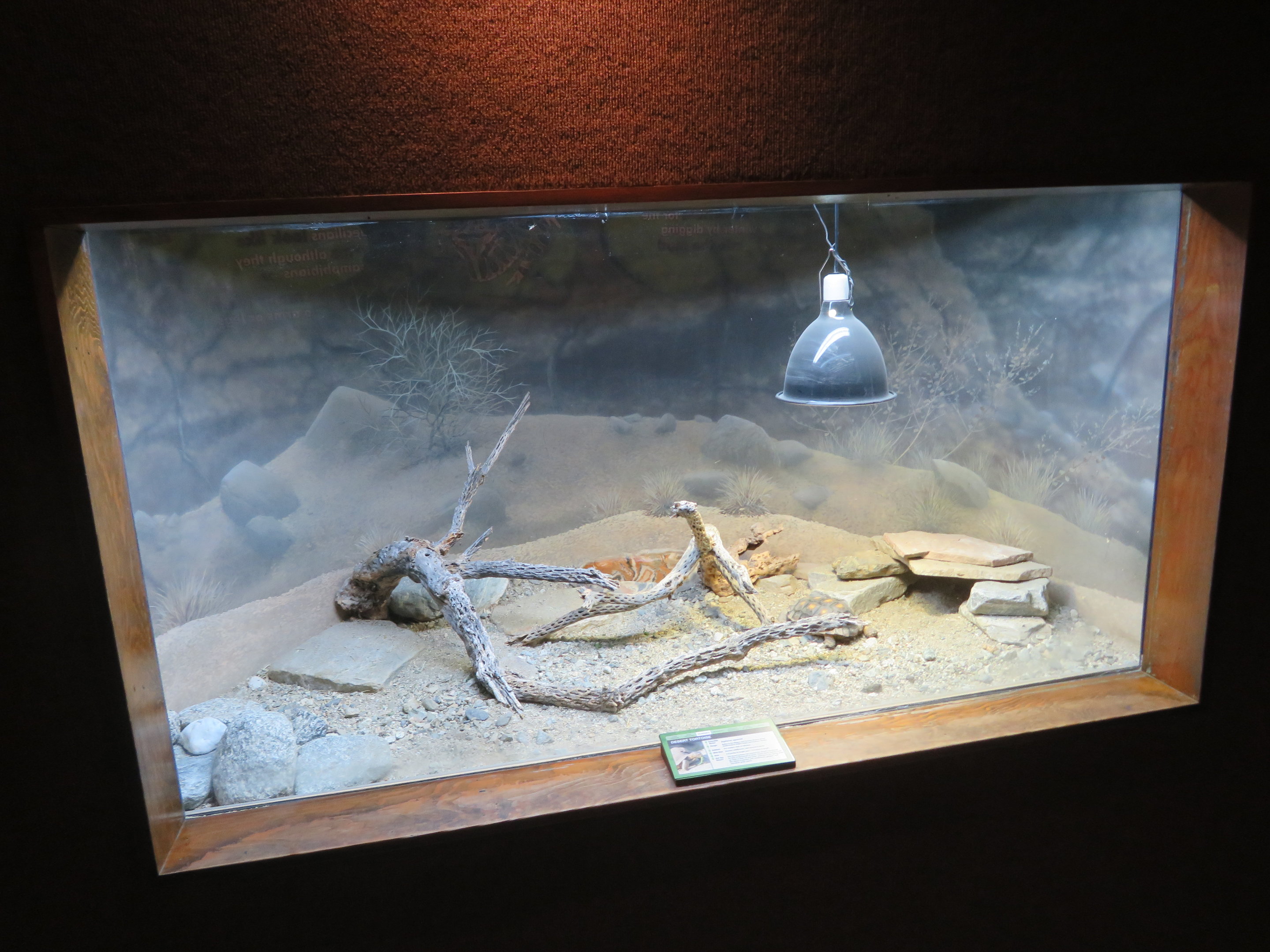 Desert Tortoise Exhibit