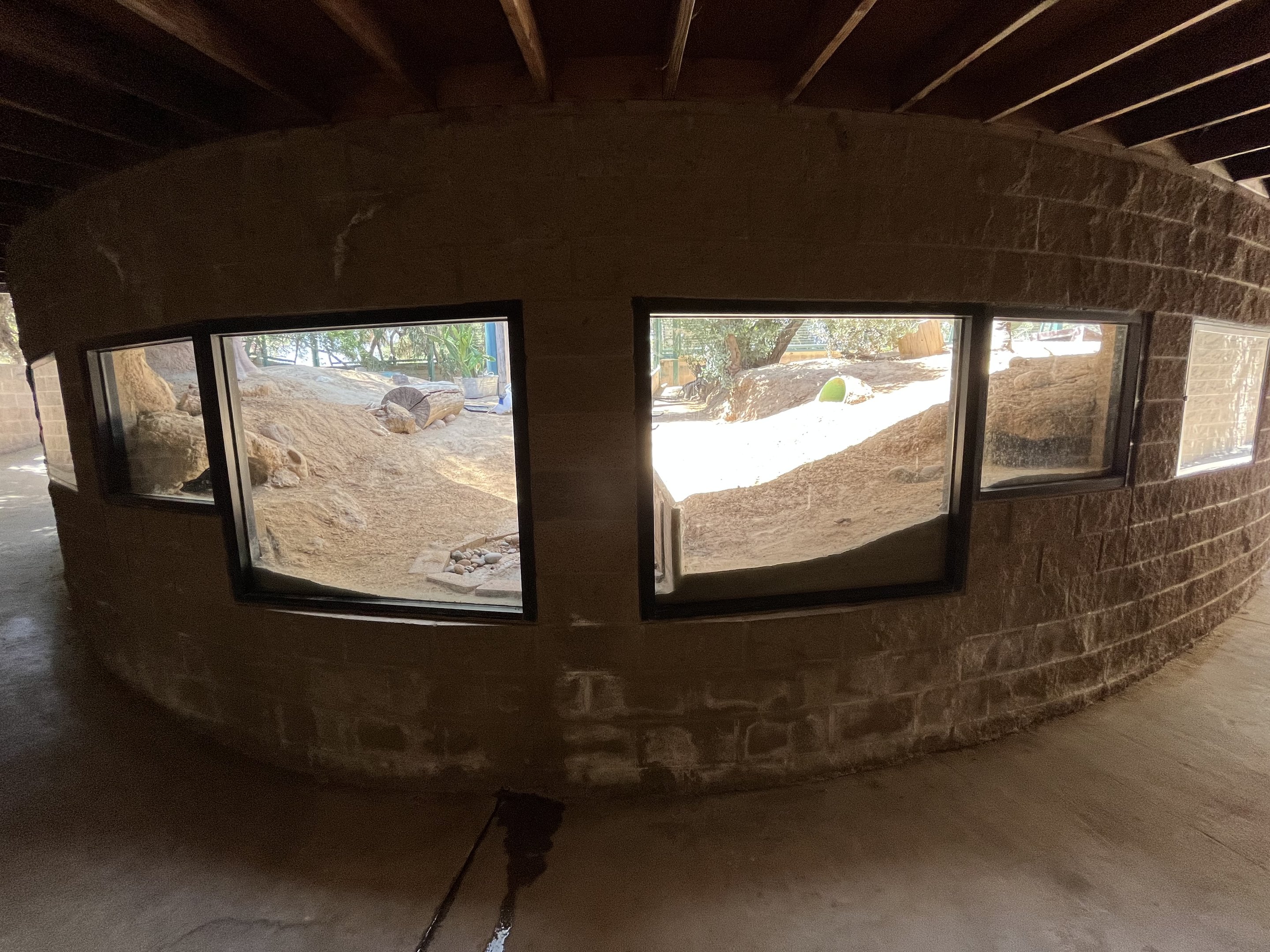 Desert Tortoise Exhibit