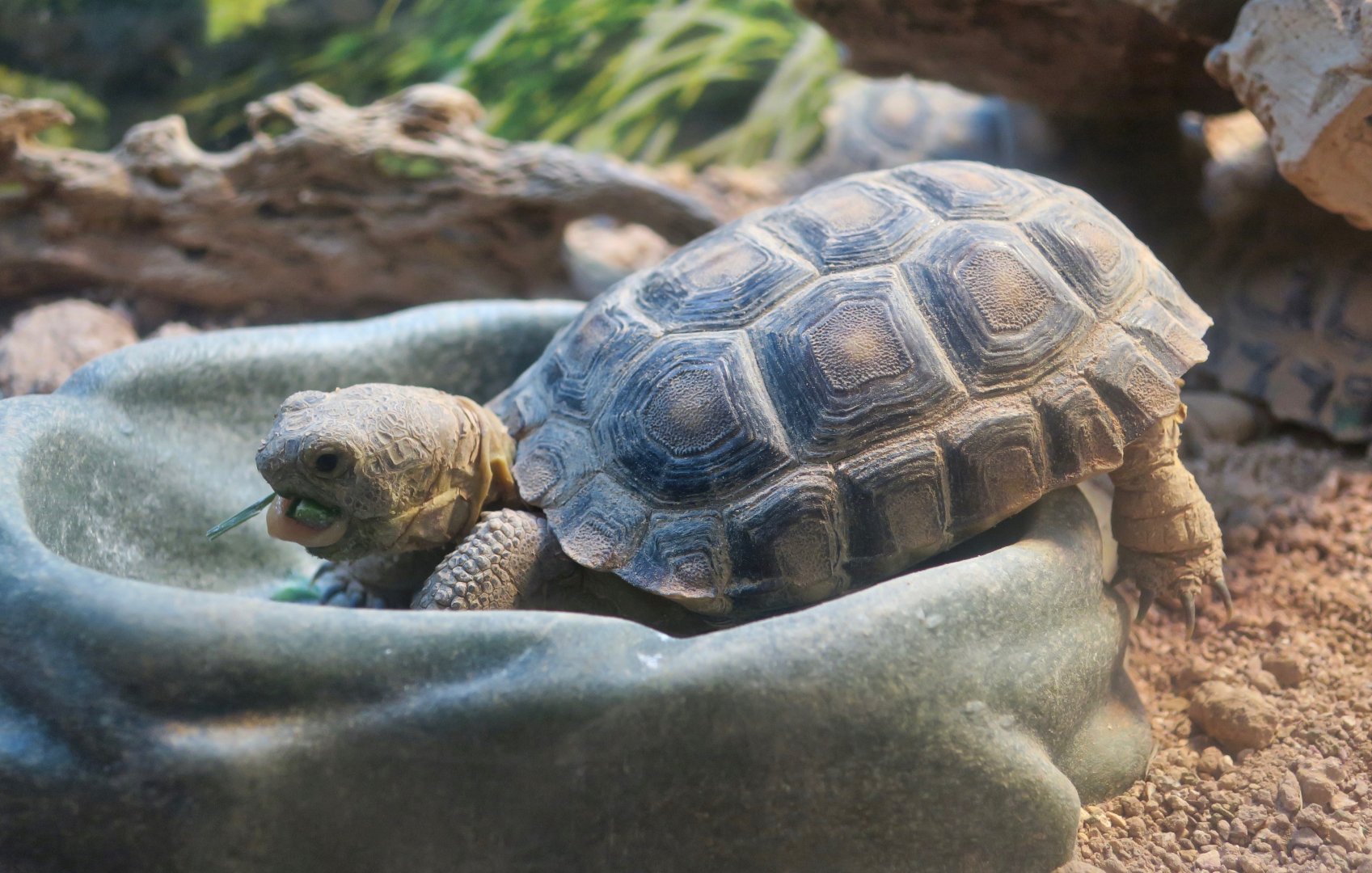 Desert Tortoise (Gopherus agassizii) young