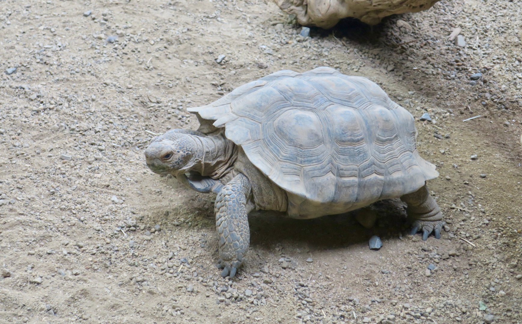 Desert Tortoise (Gopherus agassizii)