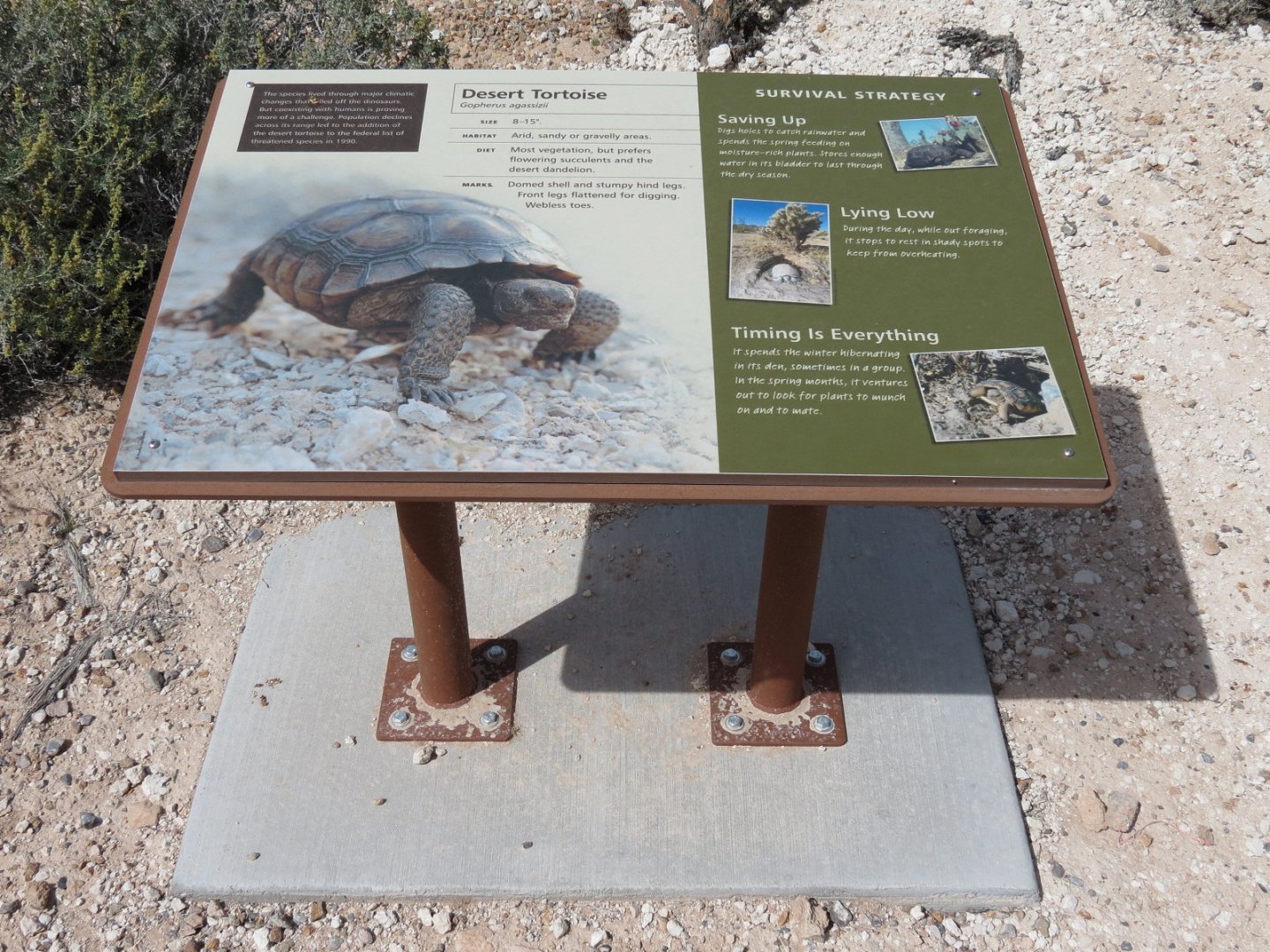 Desert Tortoise Habitat
