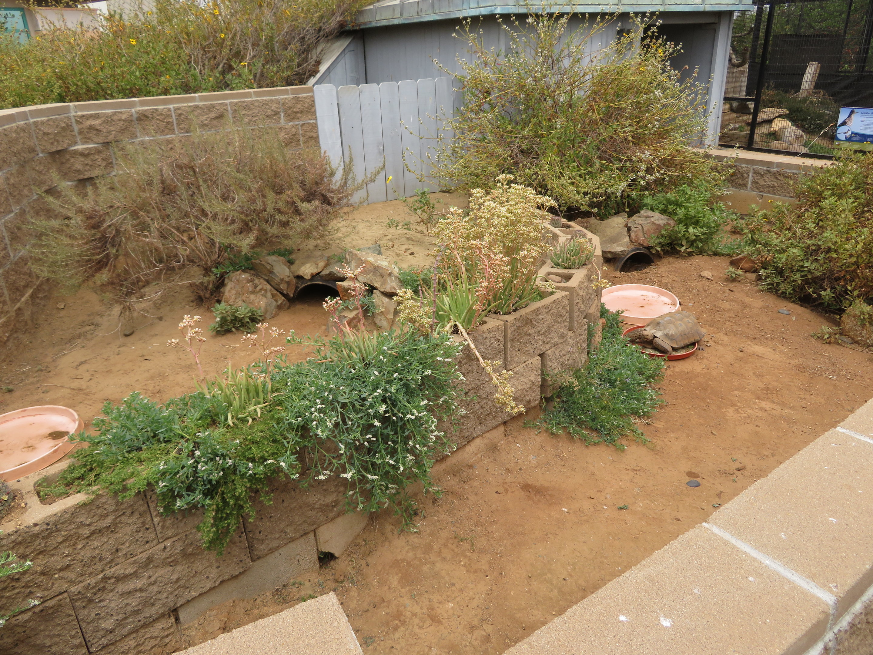 Desert Tortoise Yards