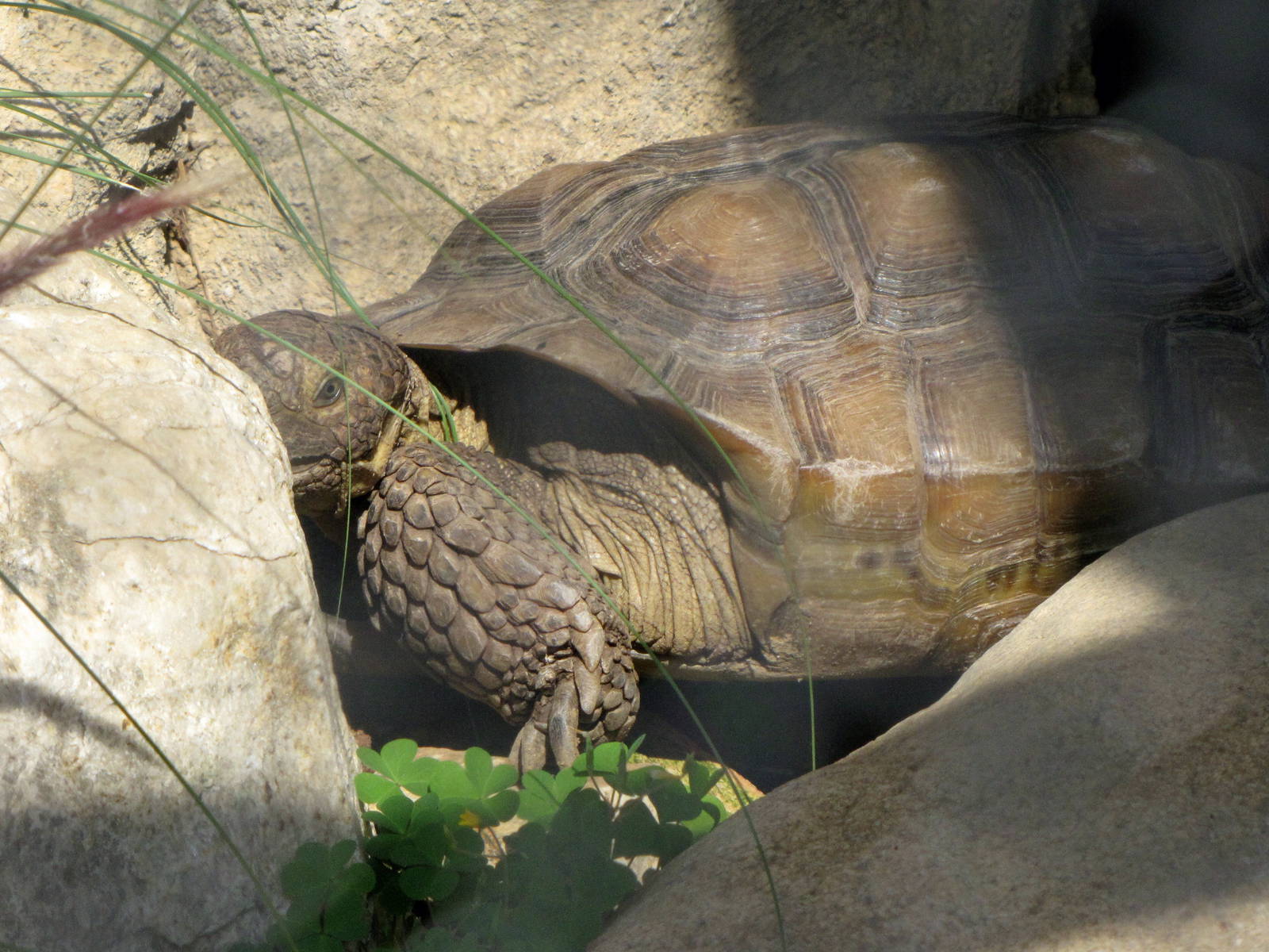 Desert Tortoise