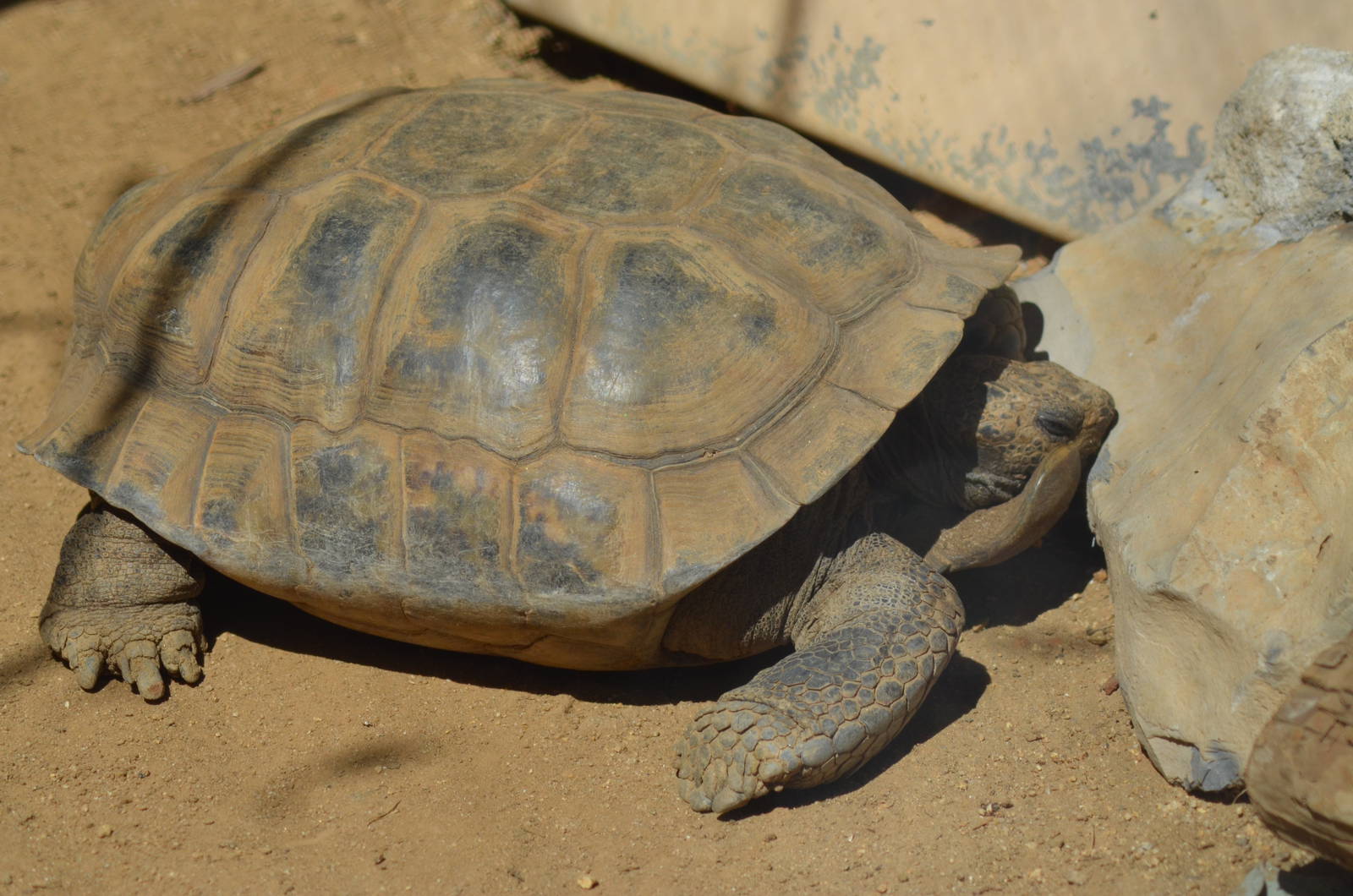 Desert Tortoise