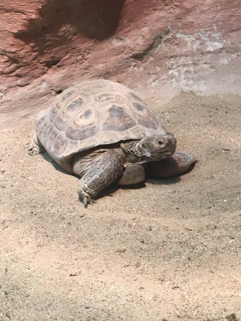 Desert Tortoise