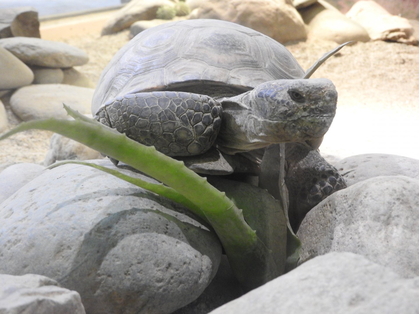Desert Tortoise