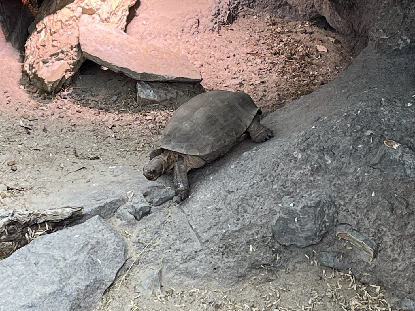 Desert Tortoise
