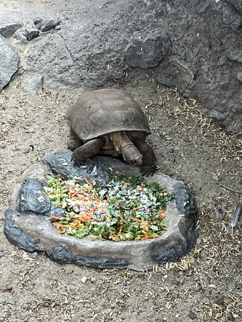 Desert Tortoise