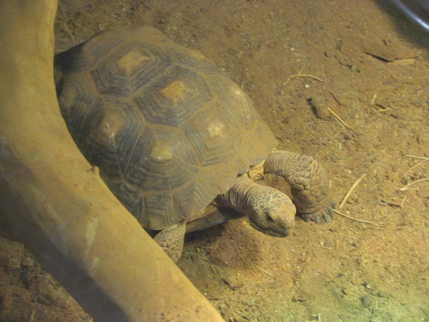 Desert Tortoise