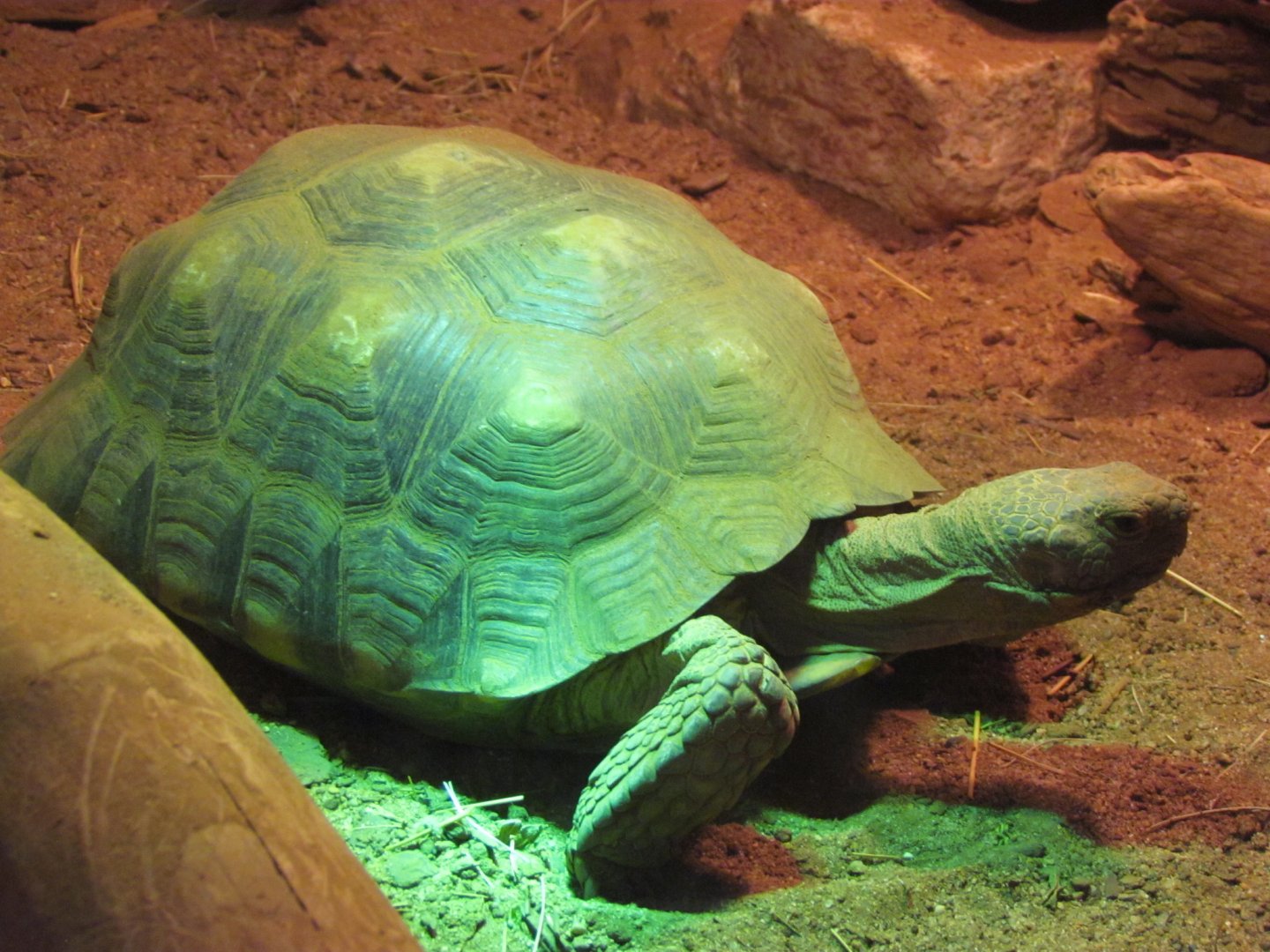 Desert Tortoise