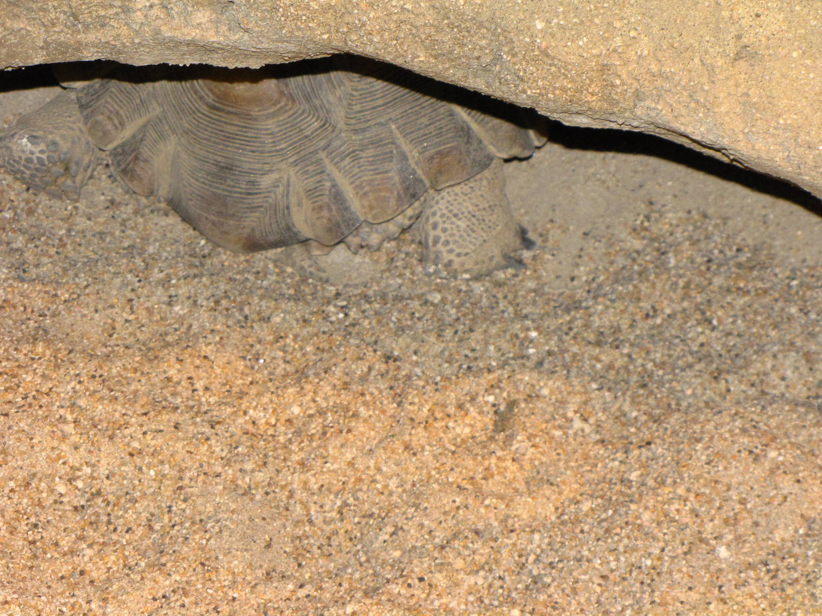 Desert Tortoise