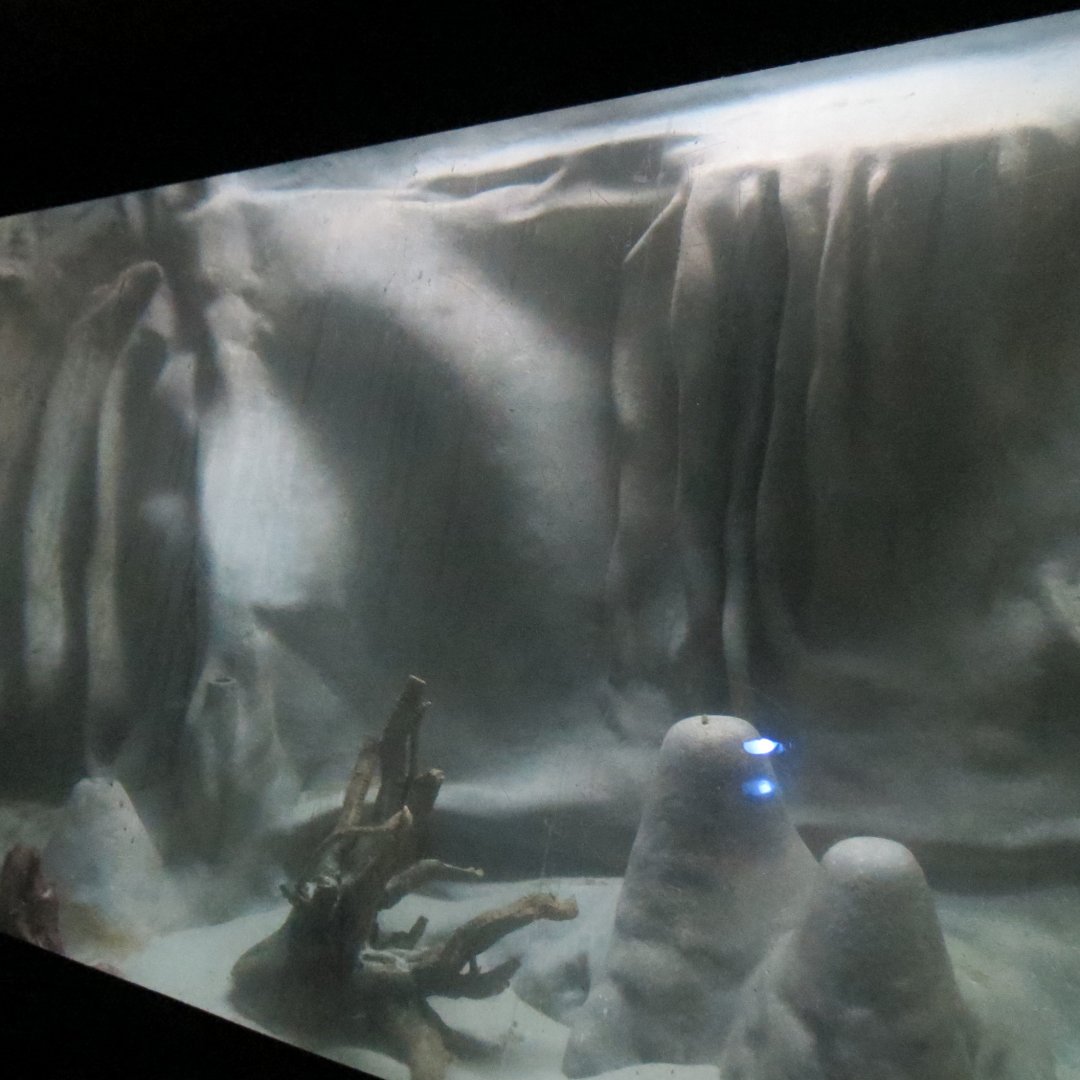 Desert Trail - Axolotl Exhibit