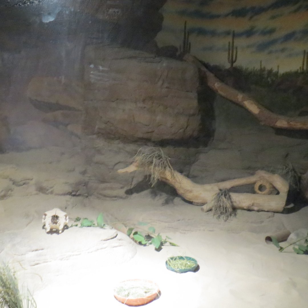 Desert Trail - Lesser Egyptian Jerboa Exhibit