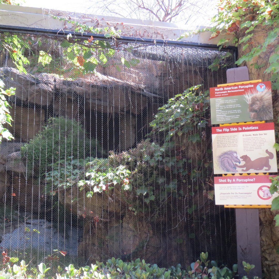 Desert Trail - North American Porcupine Exhibit