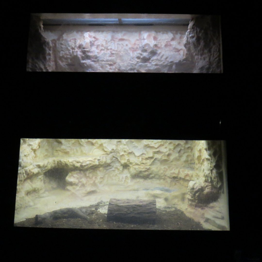 Desert Trail - Spiders and Scorpions (unidentified)