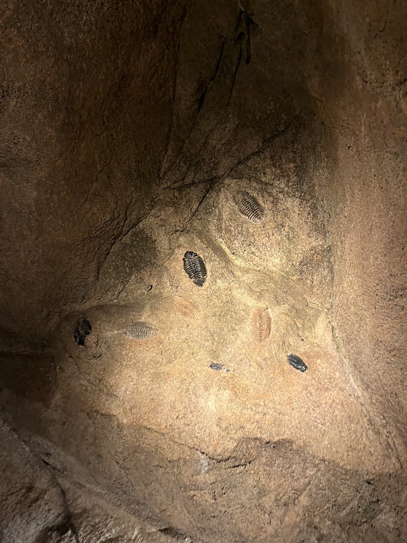 Desert- Trilobite fossils 6.7.23