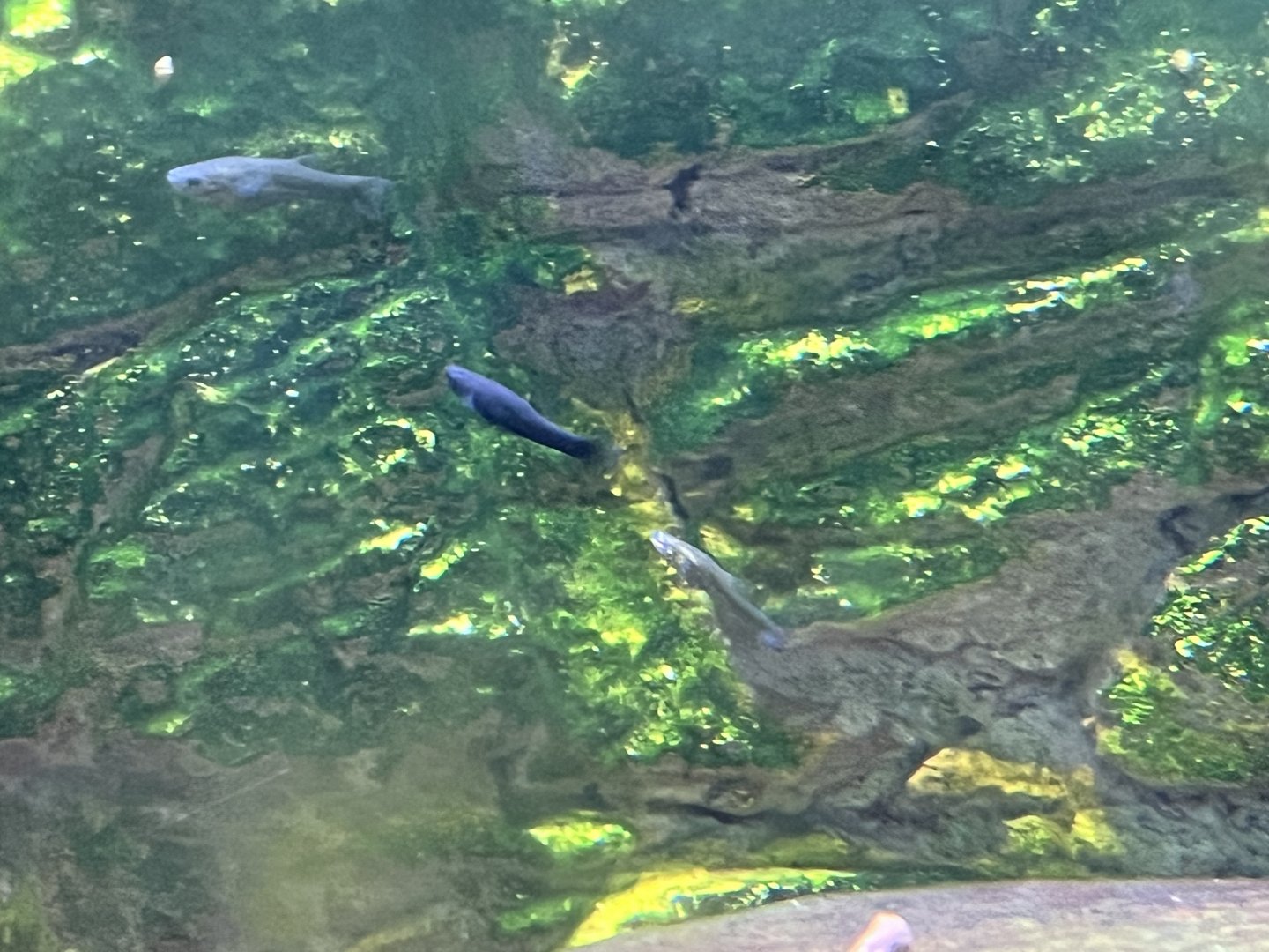 Desert: Unsigned Topminnows with Pupfish