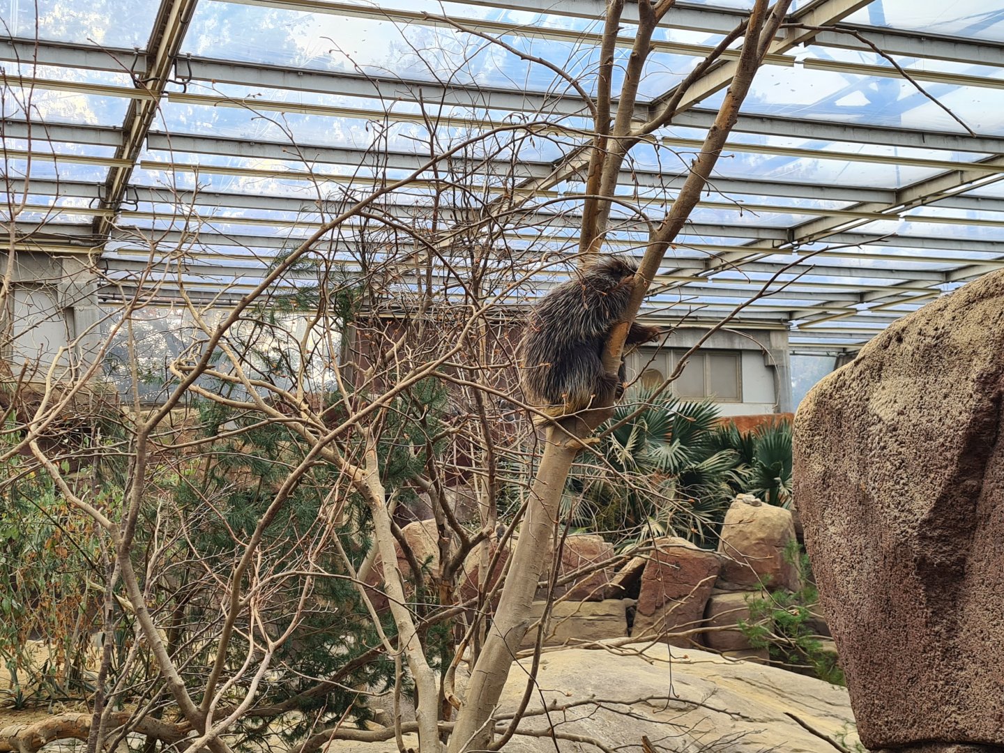 Desert - Unusually active North American porcupine