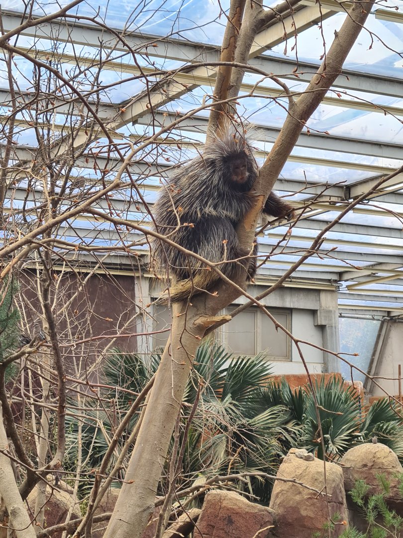 Desert - Unusually active North American porcupine