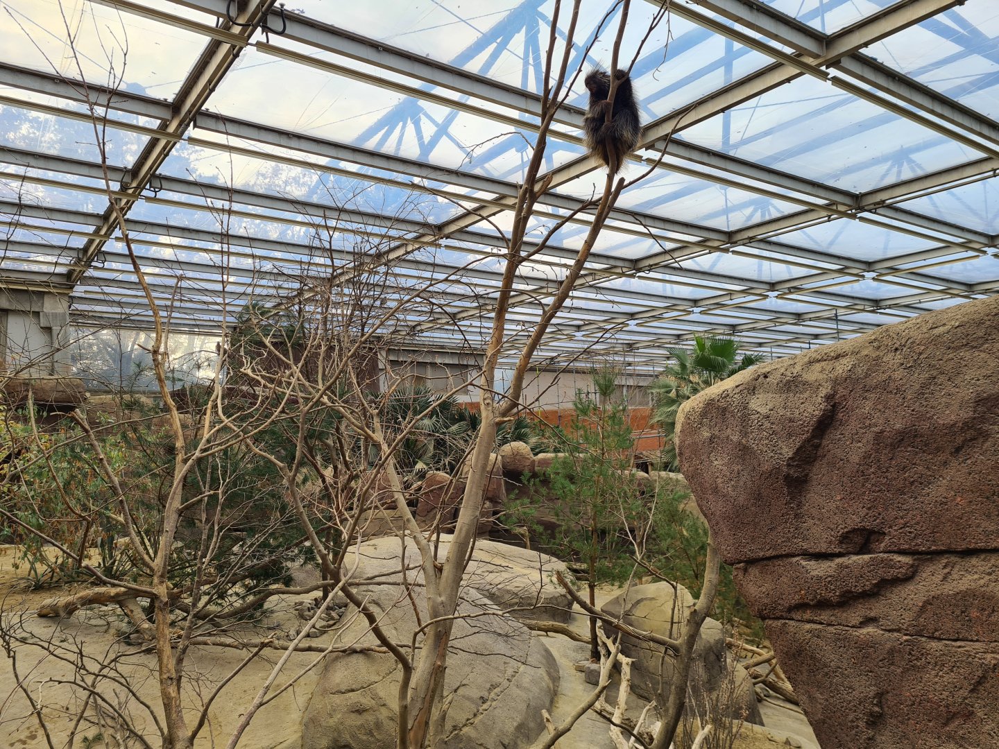 Desert - Unusually active North American porcupine