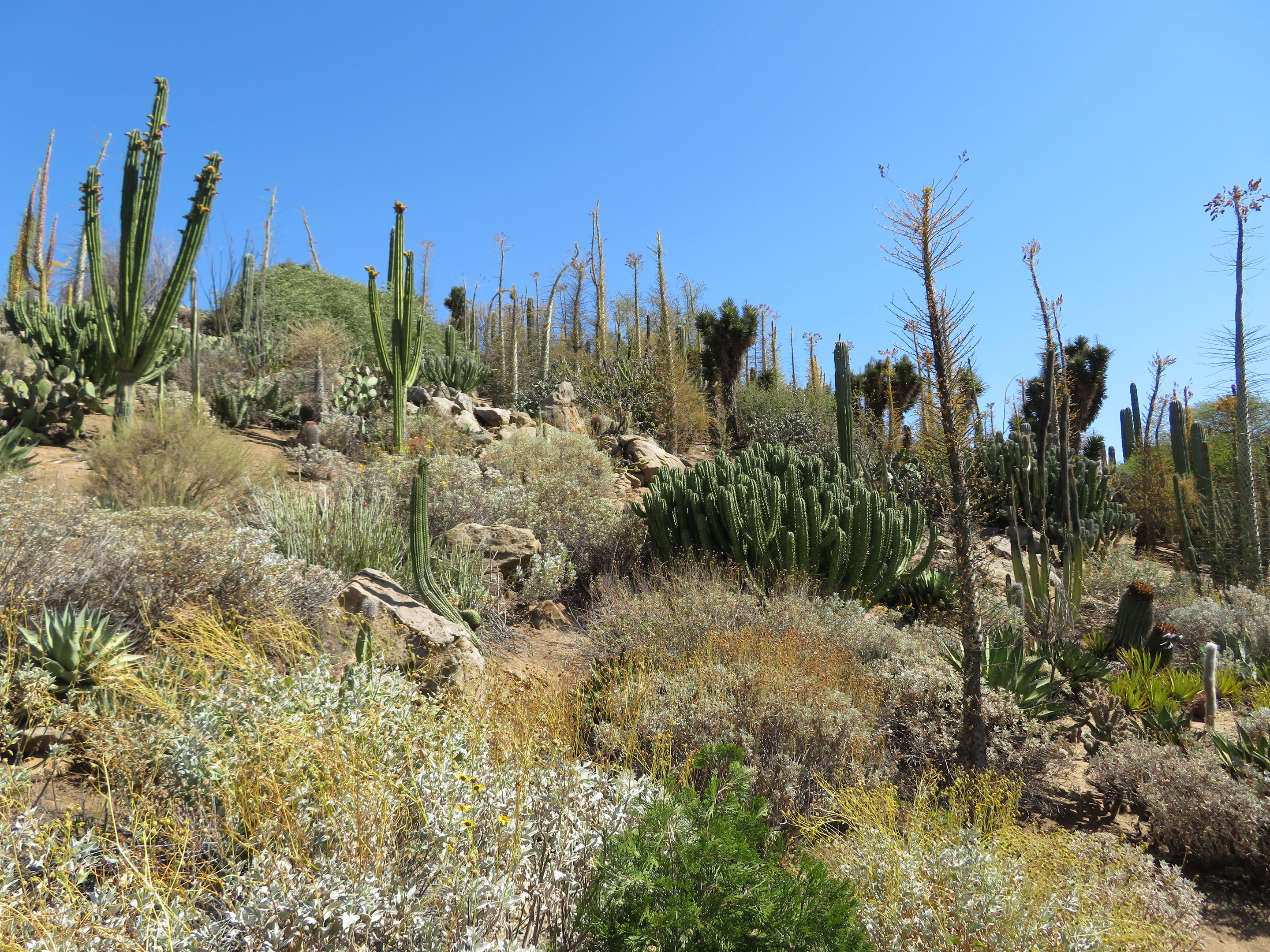 Desert Vegetation