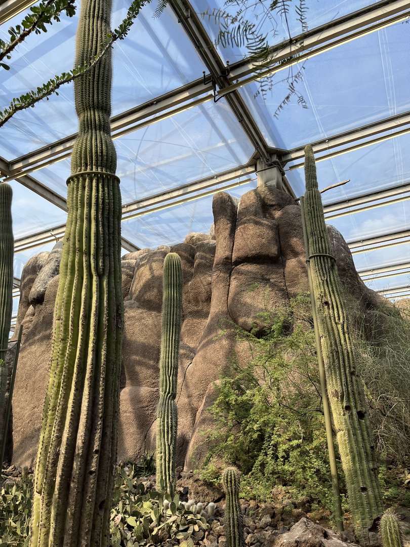 Desert- View of cacti 6.7.23