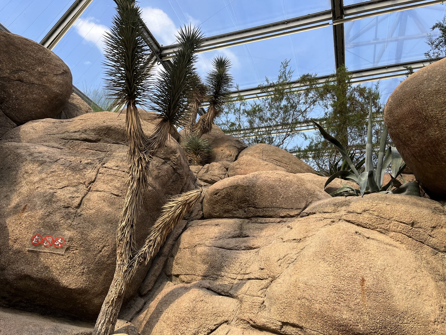 Desert- view of plants 6.7.23