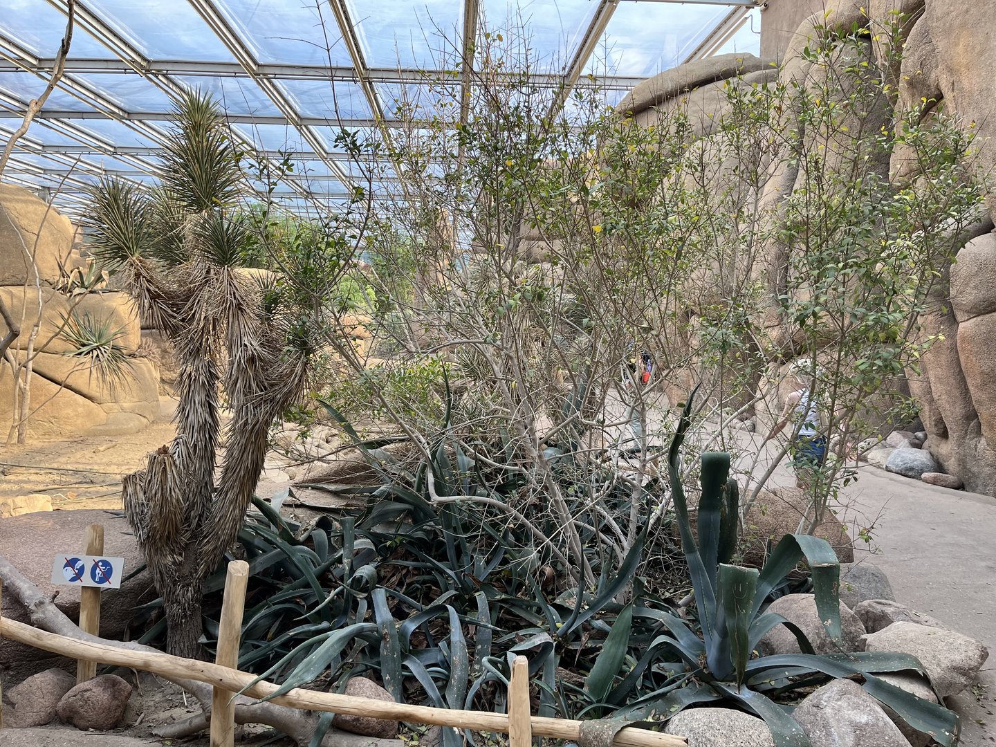 Desert- view of plants 6.7.23