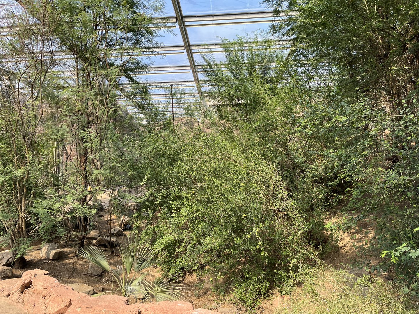 Desert- view of plants 6.7.23