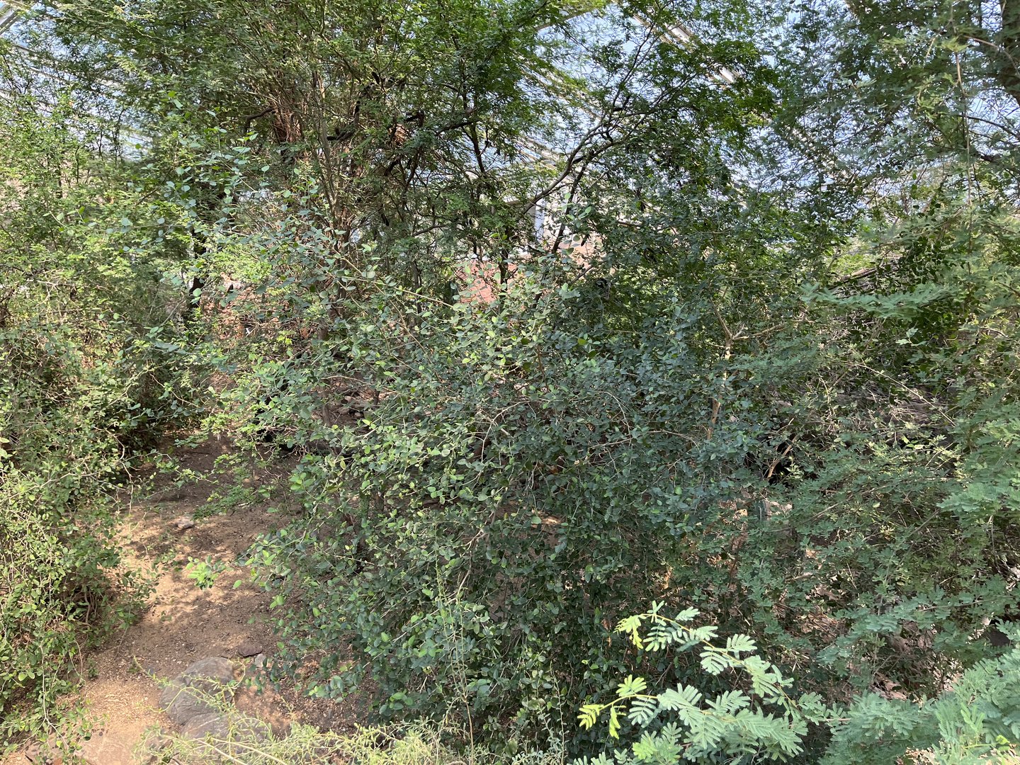 Desert- View of plants 6.7.23