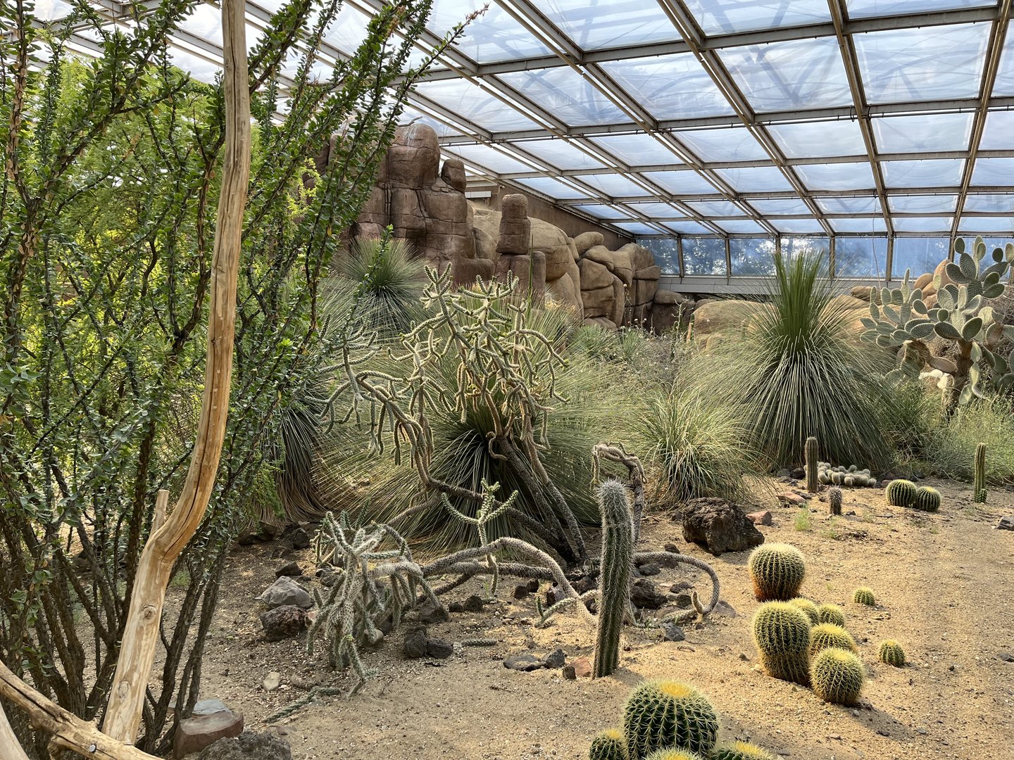 Desert- View of plants 6.7.23