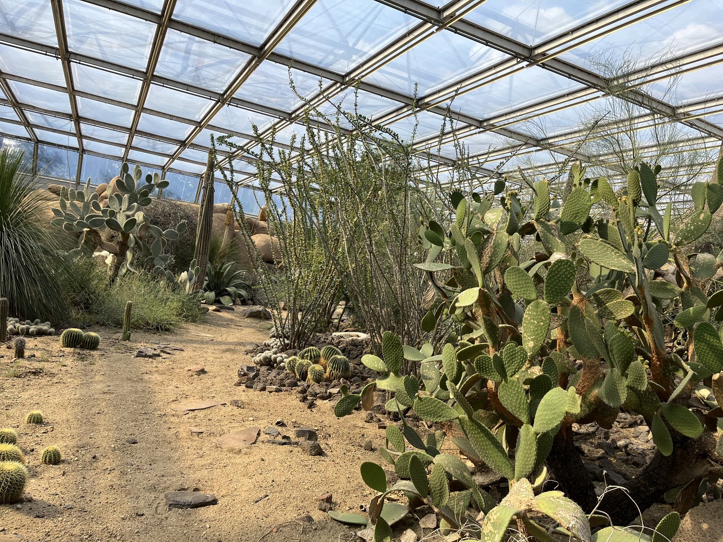 Desert- View of plants 6.7.23