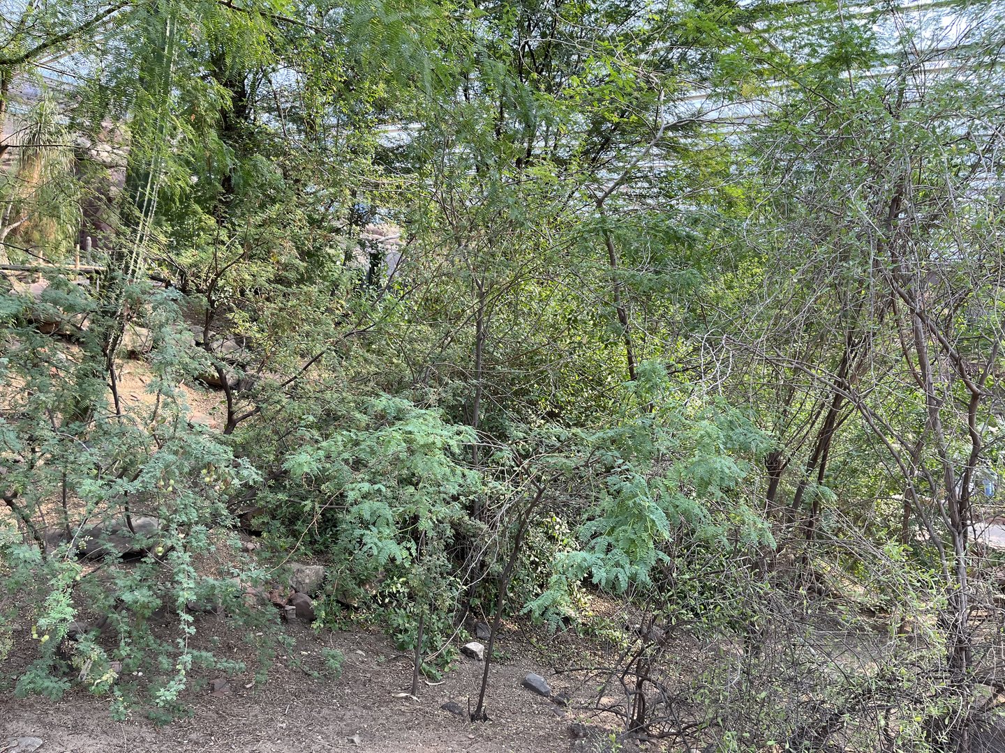 Desert- view of plants 6.7.23