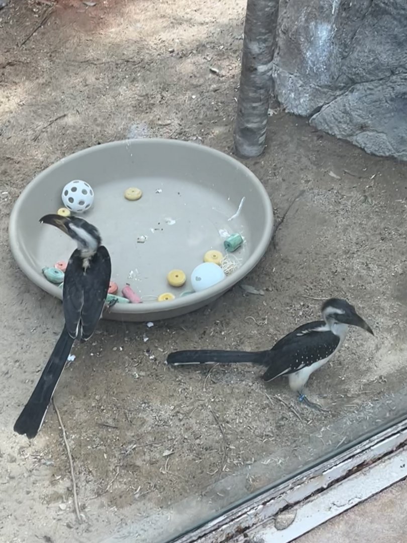 Desert: Von der Decken’s Hornbill Fledglings
