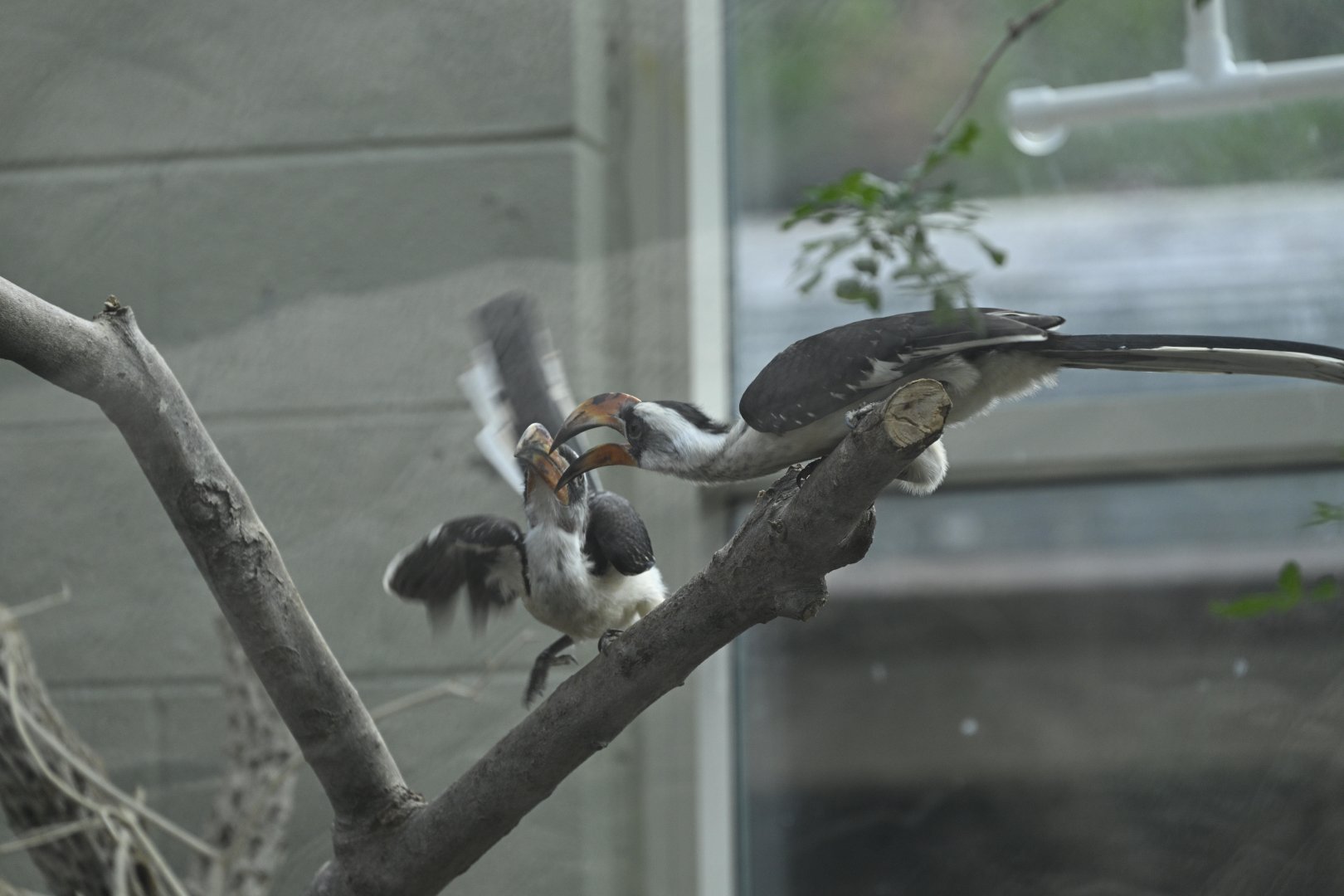 Desert - Von der Decken's Hornbills (Tockus deckeni)